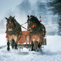 Whitefish Montana Horse Ranches. Winter Vacation Activities such as Carriage and Sleigh Rides. Click here to learn more information about things to do in Whitefish Montana.