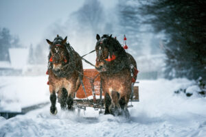 Whitefish Montana Horse Ranches. Winter Vacation Activities such as Carriage and Sleigh Rides. Click here to learn more information about things to do in Whitefish Montana.